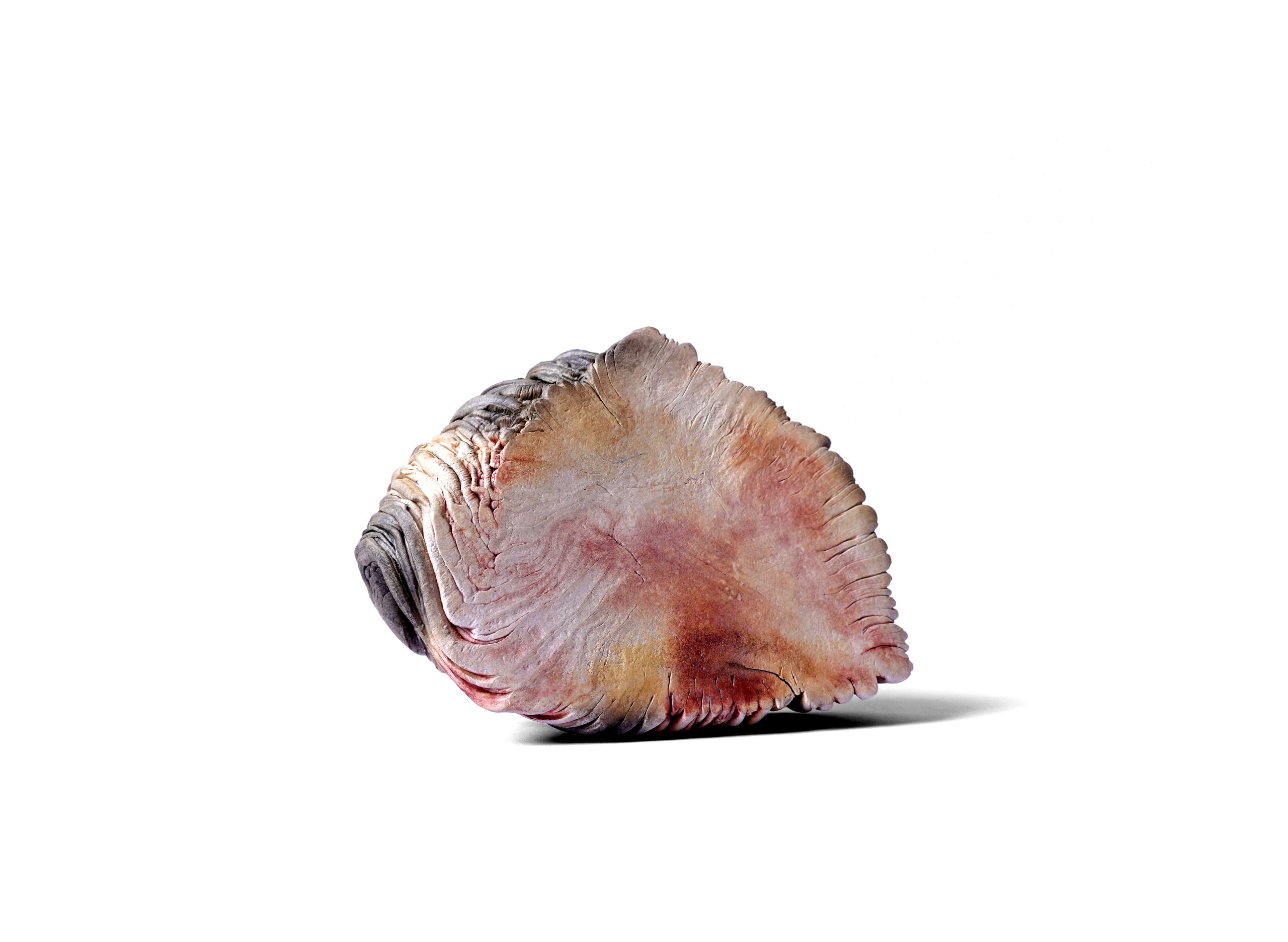 Pli Tectonique I - Image 1