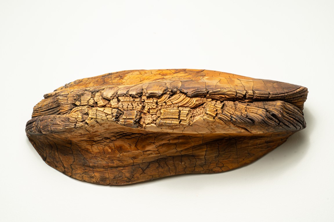 Transmutation Polyporus Fomentarius I - Afbeelding 1