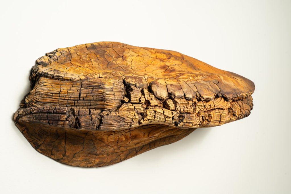 Transmutation Polyporus Fomentarius I