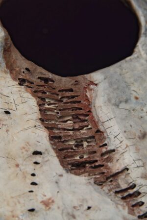 Details - Afbeelding 4