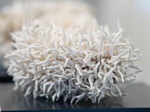 Boa Vrochos (Anemone)