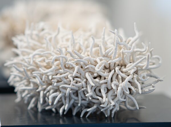 Boa Vrochos (Anemone)