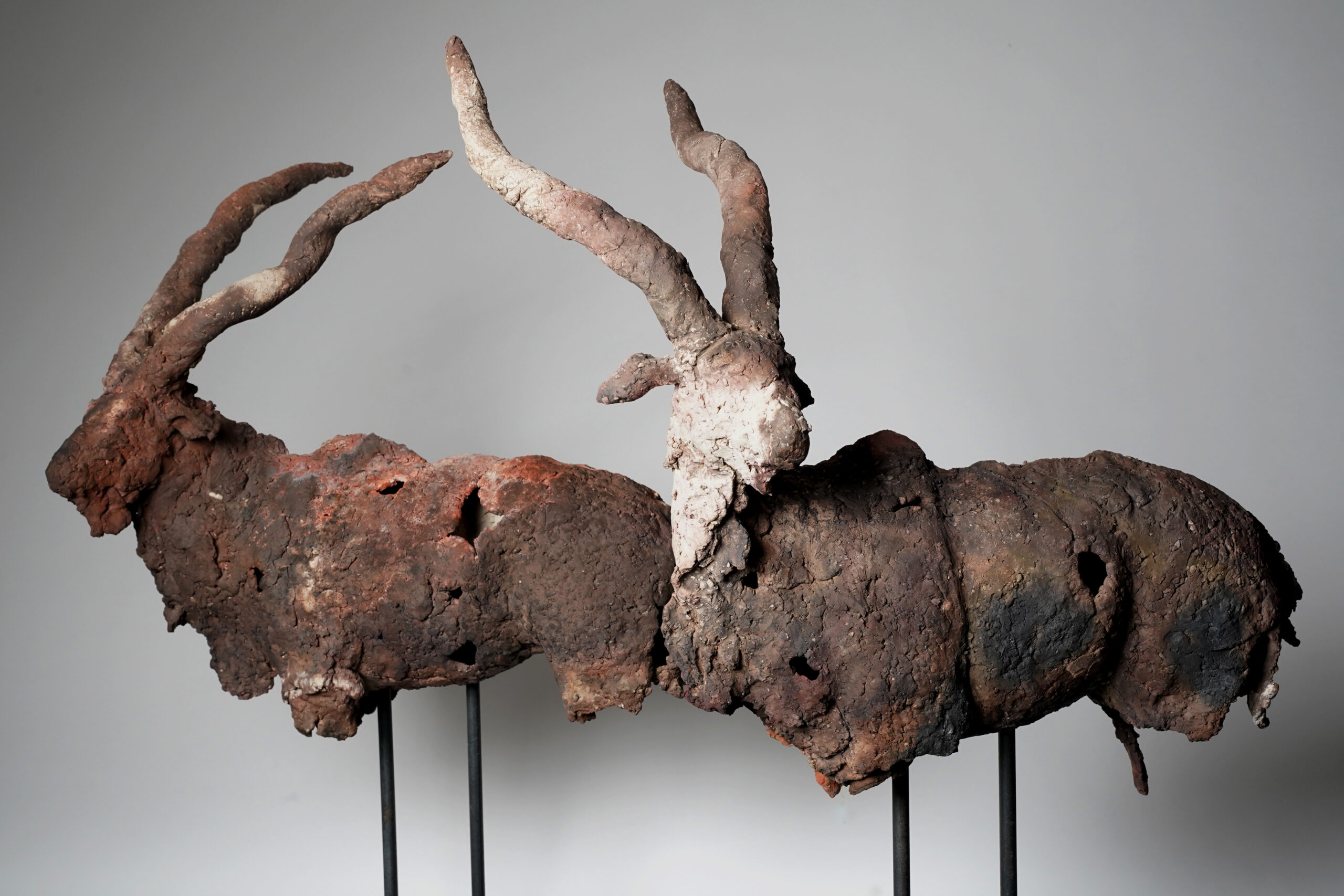 Antilopes Theria 1 & Theria 2 - Afbeelding 1