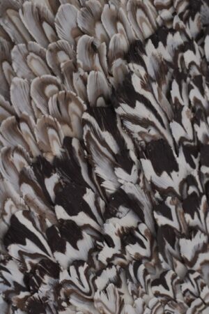 Harfang d'Automne - Image 2